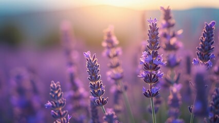 Fototapeta premium Stunning Macro Shot of Lavender Field at Sunset, High-Resolution Purple Flowers