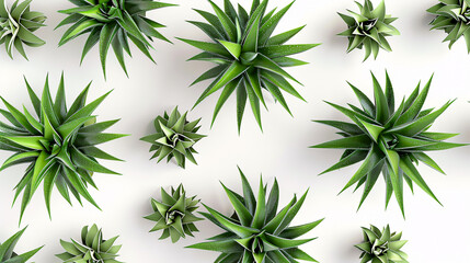 Top view of Aloe-striata trees with a transparent background, 3D rendering, for illustration.
