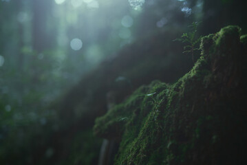樹海。苔むす森。映画の中の幻想的な世界。