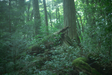 樹海。苔むす森。映画の中の幻想的な世界。
