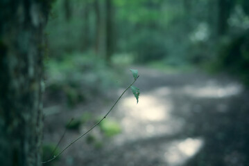 樹海。苔むす森。映画の中の幻想的な世界。
