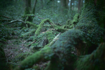 樹海。苔むす森。映画の中の幻想的な世界。