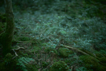 樹海。苔むす森。映画の中の幻想的な世界。
