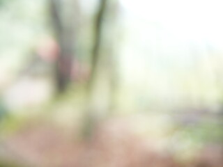 日本の自然風景。春の訪れ。めぶき。自然