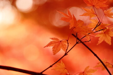 日本の秋の紅葉