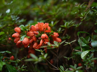 日本の自然風景。春の訪れ。めぶき。自然