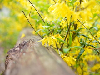 日本の自然風景。春の訪れ。めぶき。自然