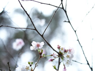 日本の自然風景。春の訪れ。めぶき。自然