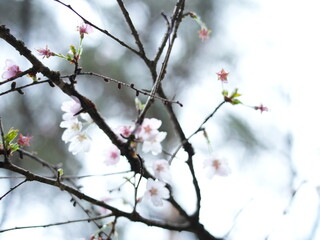 日本の自然風景。春の訪れ。めぶき。自然