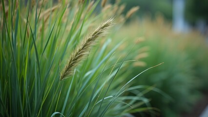 Close-Up of Tall Green Grasses in a Natural Garden Setting - Detailed Macro Photography of Ornamental Grass Blades on an Overcast Day