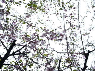 日本の自然風景。春の訪れ。めぶき。自然