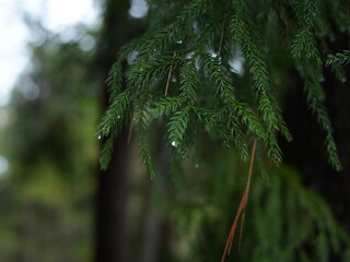日本の自然風景。春の訪れ。めぶき。自然