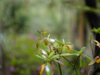 日本の自然風景。春の訪れ。めぶき。自然