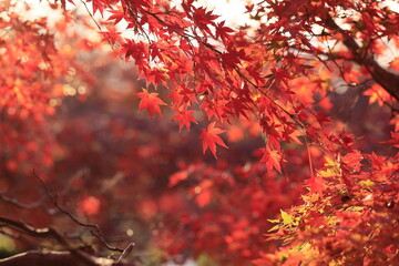 日本の秋の紅葉