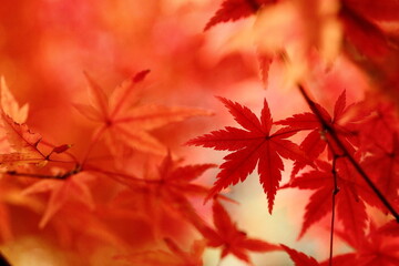 日本の秋の紅葉