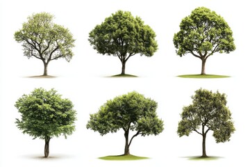 A collection of ten trees isolated on a white background