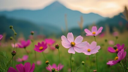 Stunning Cosmos Flowers in Chiang Mai's Fields, Breathtaking Mountain Scenery, Soft Light, High-Resolution Photography