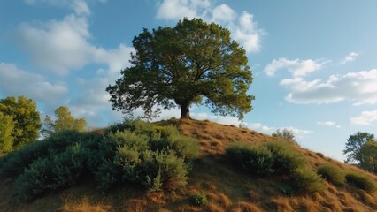 Obraz premium Majestic Oak Tree on Hilltop, Serene Landscape Photography with Blue Sky and Clouds