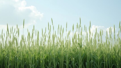 Fototapeta premium Serene Tall Grass Field Under a Light Blue Sky, Tranquil Nature Photography