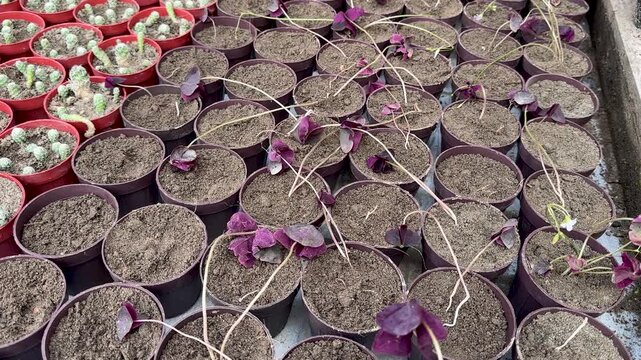 Purple shamrock oxalis plants propagation. Potted purple oxalis plants arranged in rows.