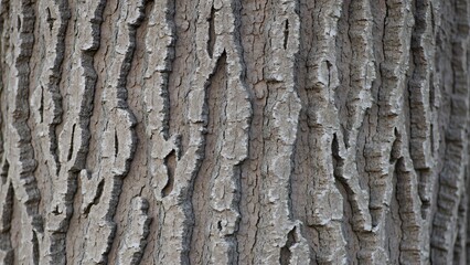 Obraz premium Close-up Detailed Tree Bark Texture, Intricate Patterns in Neutral Tones
