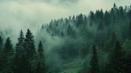 A misty forest landscape with dense trees and fog.