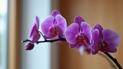 Close-up of Vibrant Purple Orchids Blooming on Elegant Black Branch, Soft Lighting, Light Wood and White Wall Background