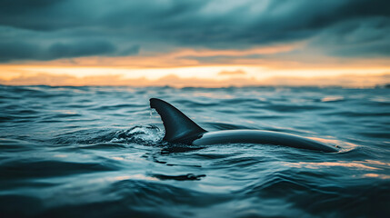 Obraz premium A dorsal fin emerges from the ocean under a dramatic sky at sunset.
