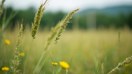 Fototapeta premium Close-up of Tall Grasses and Yellow Wildflowers in a Field with Blurred Background, Creating Depth and Natural Beauty