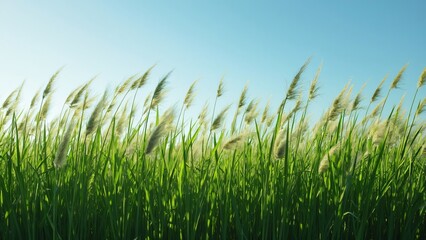 Windswept Green Grass and Reeds under Blue Sky, Serene Nature Scene