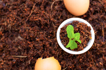 Top view baby plants grow in coco peat, brown coconut husk, and eggshell for compost,  spring season, new life, business grow background. Environmental and Eco friendly concept.