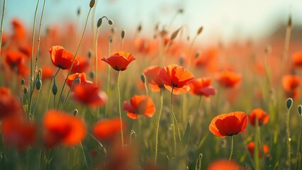 Enchanting Field of Poppies Swaying in the Breeze, Vibrant Red Petals, Green Grasses, High-Resolution Nature Photography