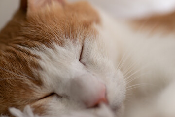 眠る猫の表情をマクロ撮影