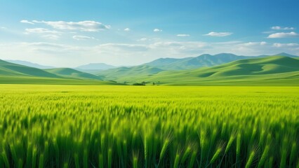 Fototapeta premium Panoramic Spring Landscape, Vibrant Green Wheat Field, Rolling Hills, and Blue Sky