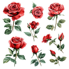 vector set of red rose floral watercolor, perfect for wedding invitations, greeting cards, packaging, and more creative projects