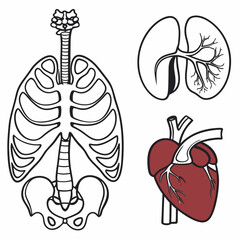 Anatomy of the human body vector illustration 