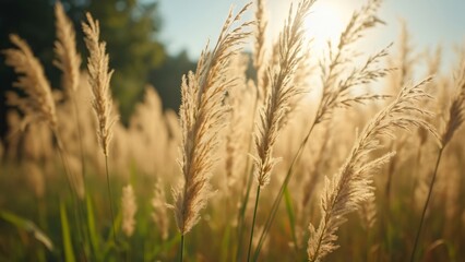 Fototapeta premium Enchanted Tall Grasses, Golden Hour Nature Background for Video and Social Media
