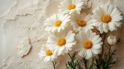 White Daisies Bloom Brightly Against Beige