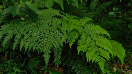 lush fern leaves in the forest