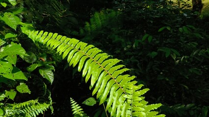 lush fern leaves in the forest
