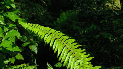 lush fern leaves in the forest
