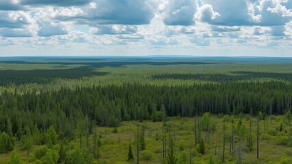 Stunning Taiga Landscape Panorama, Dense Forest and Grasslands Under a Blue Sky with Clouds