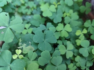Closeup of clover leaves in a green garden and forest with fresh grass and vibrant spring flora