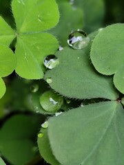 Close-up of water drops on clover leaves in a green garden and forest with fresh grass and bright spring flowers.