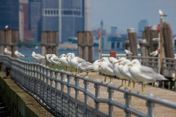 Flock of seagulls resting on railing beside water, with tall buildings of bustling city visible beyond. Weather clear, highlighting urban landscape.