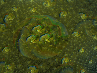 Imaginatory fractal abstract background Image