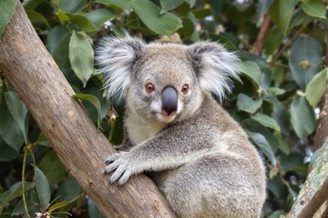 Fototapeta premium Adorable koala sitting on a tree branch surrounded by lush green leaves