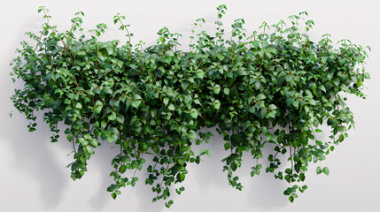Obraz premium Wall Creeper Plants: 3D renderings on transparent backgrounds, designed for illustration, digital composition, and architectural visualization.