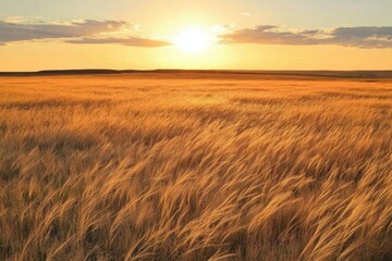 A golden field of wheat swaying under a sunset sky.
