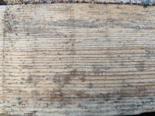 Fototapeta premium Close-up of a pine wood texture with natural grain and rough bark.